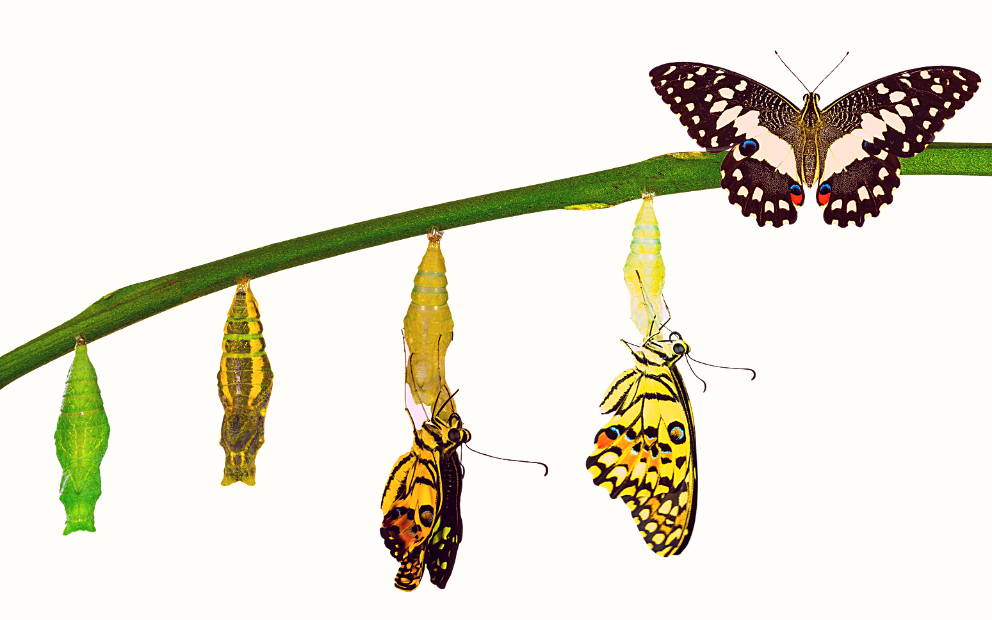 5 Ways to transform v2 Metamorphosis of a butterfly