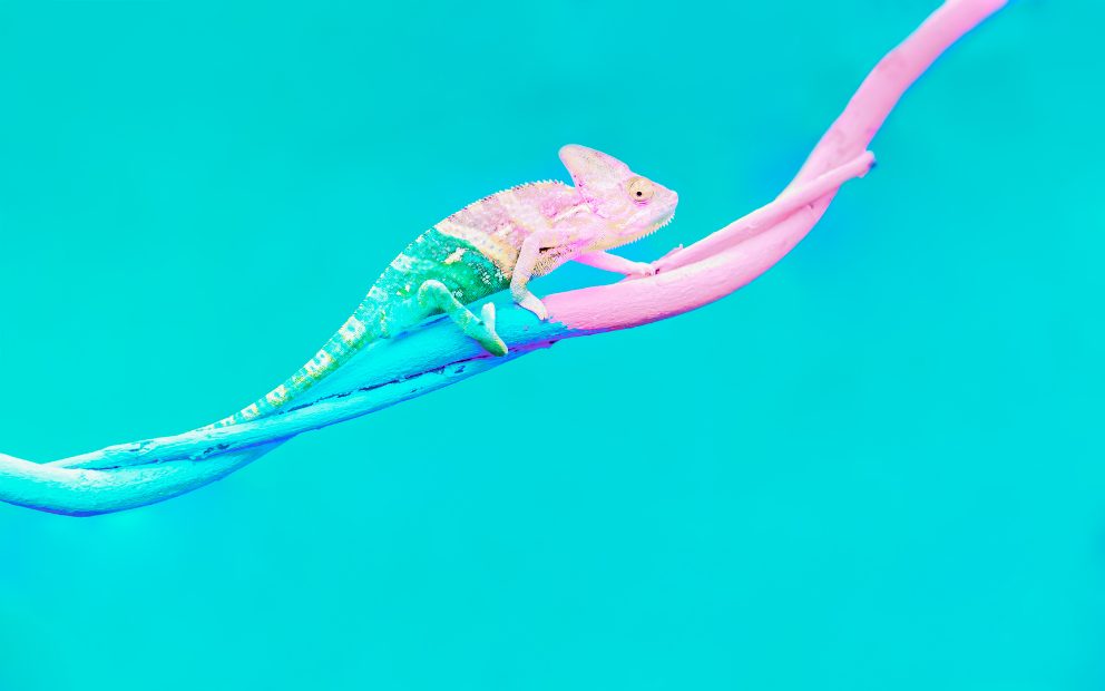 Hero – The Nature Of Messaging Blue and pink chameleon blending with environment